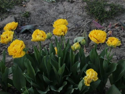 Podravski tulipani
