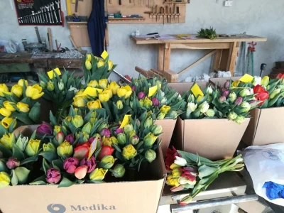 Podravski tulipani