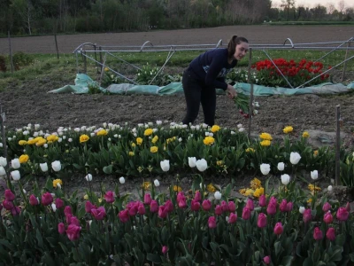 Podravski tulipani