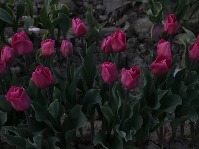 Podravski tulipani