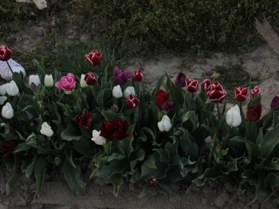 Podravski tulipani