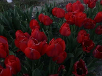 Podravski tulipani