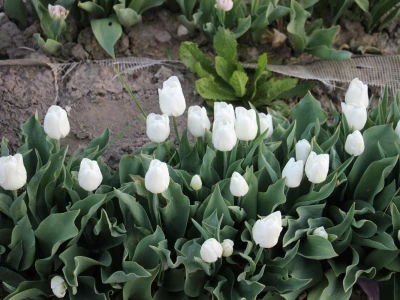 Podravski tulipani