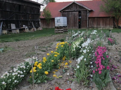 Podravski tulipani