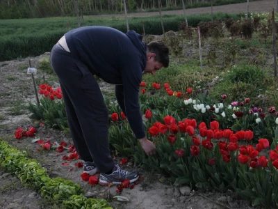 Podravski tulipani