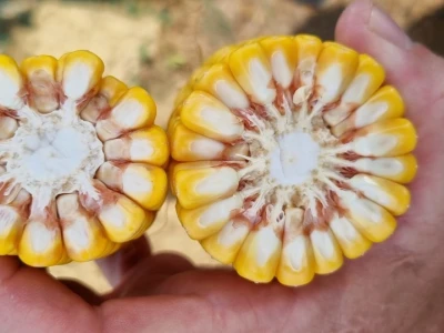 Pokusi navodnjavanja kukuruza Rivulis sistemima "kap po kap"