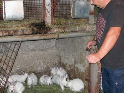 Uspješan kunićar Žarko Bočak iz Trstenika