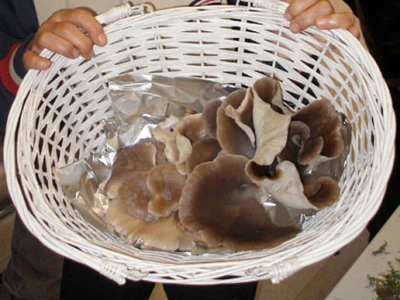 34. Izložba gljiva u Zagrebu