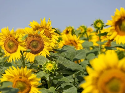 Polja suncokreta