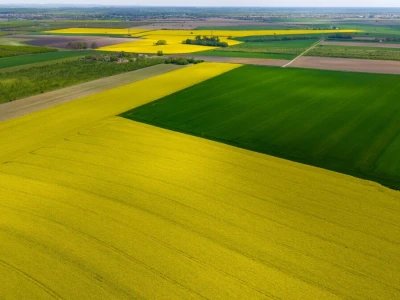 Polje uljane repice u cvatu