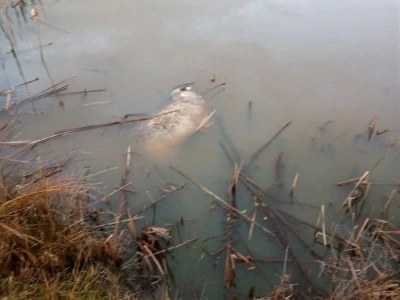 PREDATORI - Dok lovci pucaju i psi laju vukovi kolju uplašeno blago