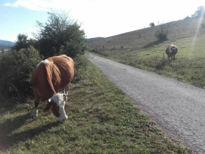 Poljoprivreda u pustoši