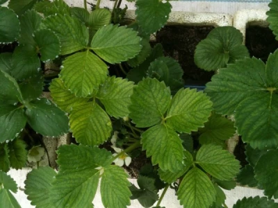 Srednja škola Dalj