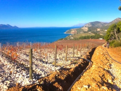 Vinogradi na nagibima do 40stupnjeva - Komarna-Metković