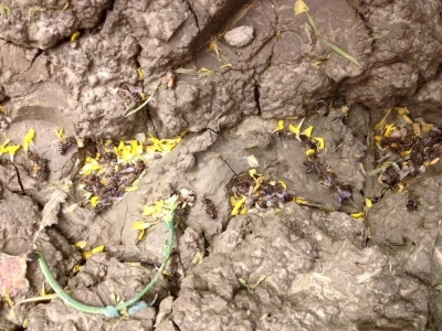 Uzročnik pomora vjerojatno neki otrovni pesticid