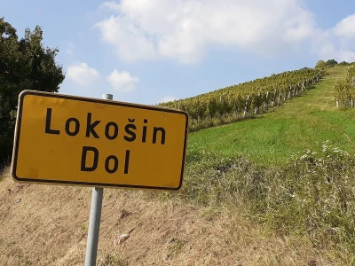 Portugizac Plešivica