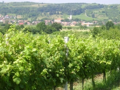 Uzoran vinograd