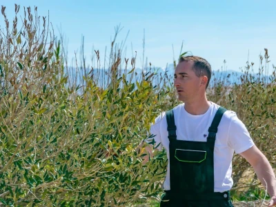 POTHVAT NA PAGU - Podigao skoro dva metra visoki suhozid da zaštiti masline od bure i posolice