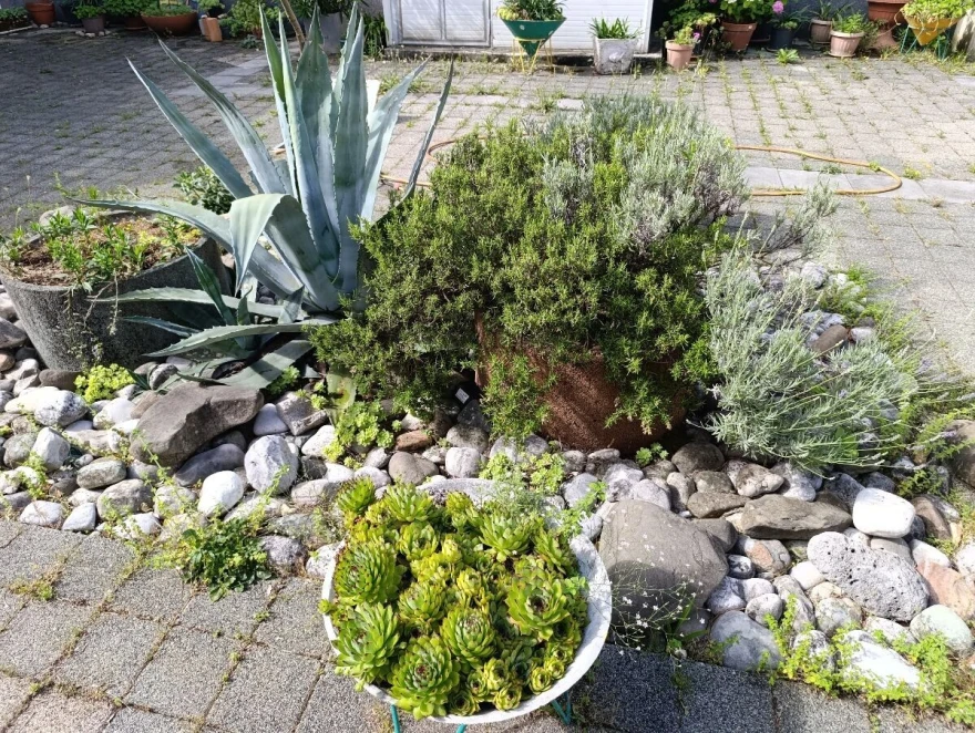 Mediteransko bilje