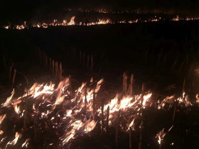 Požar strnjaka kod Osijeka