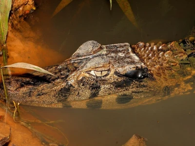 Požari u Amazoniji
