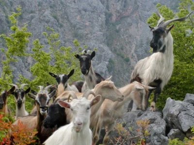 PREDATORI - Dok lovci pucaju i psi laju vukovi kolju uplašeno blago