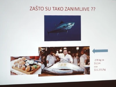 Predavanje o plavoperajnoj tuni