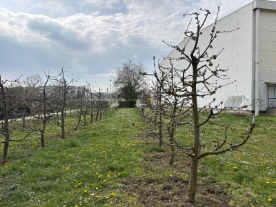Presadnice iz Agronomske škole u Zagrebu prodavat će se od 30 do 70 centa po komadu