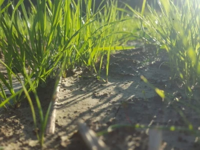 Priča o Mariu Komljenoviću  - odličnom studentu agronomije i vrijednom sinu na obiteljskom gospodarstvu