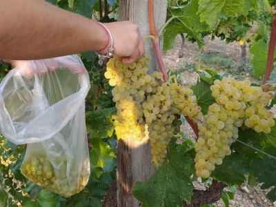 Primjer Marije Josić: Samozaposlila se u vlastitom laboratoriju za analizu grožđa, mošta i vina!