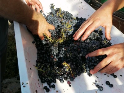 Primjer Marije Josić: Samozaposlila se u vlastitom laboratoriju za analizu grožđa, mošta i vina!