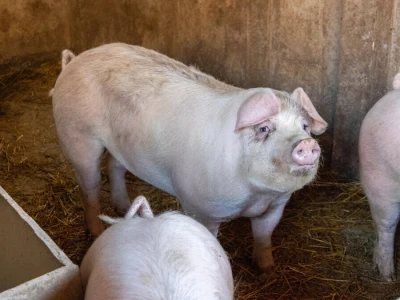 Priprema hrane za svinje na OPG-u Damira Rastije