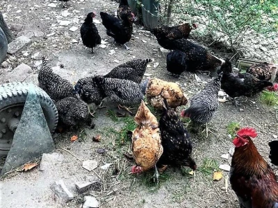 Prodaja iz naslonjača je učinkovitija i efikasnija