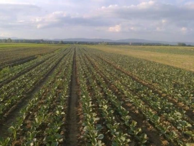 Proizvodnja