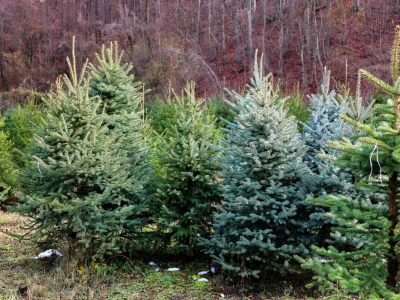 Proizvodnja božićnih drvaca kod Đure Japarića