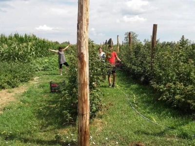 Proizvodnja malina na OPG LEVAK
