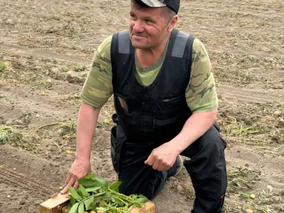 Proizvodnja mladog krumpira