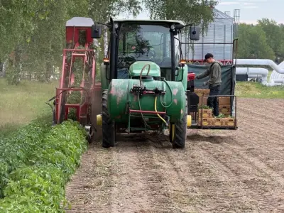 Proizvodnja mladog krumpira