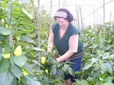 Proizvodnja paprika u plasteniku
