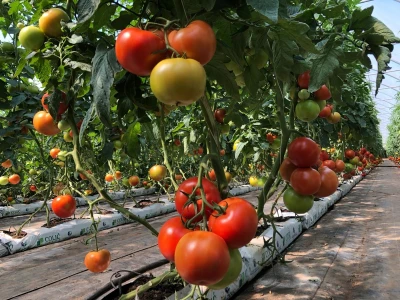 Proizvodnja rajčice u kokosovim jastucima na PO Agropin