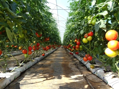 Proizvodnja rajčice u kokosovim jastucima na PO Agropin