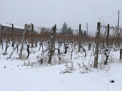 Proslava blagdana svetog Vinka u Mandićevcu
