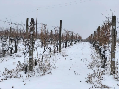Proslava blagdana svetog Vinka u Mandićevcu