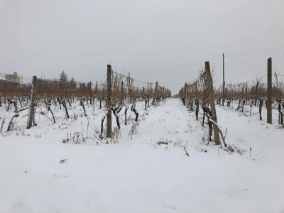 Proslava blagdana svetog Vinka u Mandićevcu