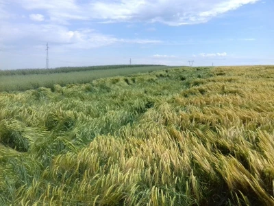pšenica 2020