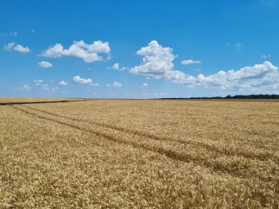 Psenica