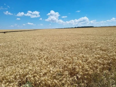 Psenica
