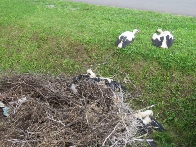 Ptičja tragedija u Dragaliću