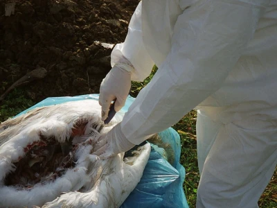 Suzbijanje klasične svinjske kuge i ptičje gripe