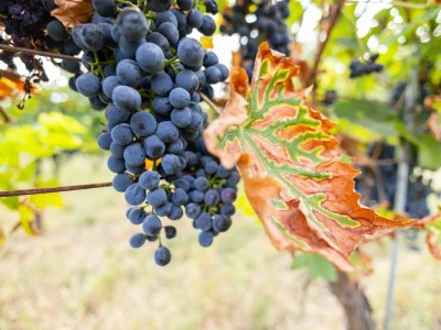 Putevima vina